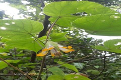 Abutilon ranadei